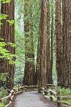 Trail Through Muir Woods National Monument, California, USA-Jaynes Gallery-Photographic Print