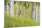 Wood Mount