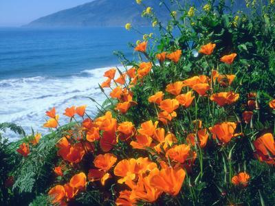 USA, California, California Poppies Along the Pacific Coast