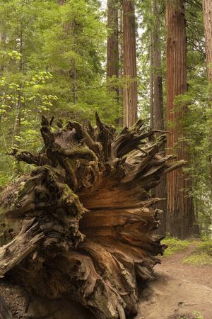 USA, California, Humboldt Redwoods State Park. Upturned roots of fallen coastal redwood tree.