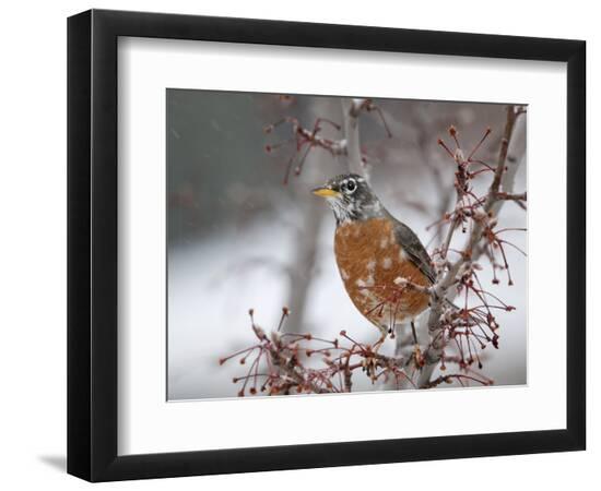 Premium Photographic Print, , large