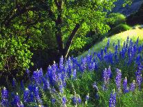 Spring Scenic in Lithia Park, Ashland, Oregon, USA-Jaynes Gallery-Photographic Print