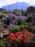 Purple Blossoms on Redbud Tree, Multnomah County, Oregon, USA-Jaynes Gallery-Photographic Print