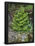 Essential Black