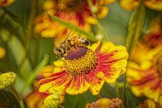 USA, Colorado, Fort Collins. Honey bee flying near yellow flower.-Jaynes Gallery-Photographic Print