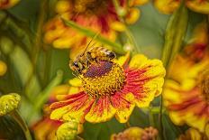 USA, Washington State, Seabeck. Santa Barbara daisies.-Jaynes Gallery-Photographic Print