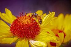 USA, California. Honey bee on flower.-Jaynes Gallery-Premium Photographic Print