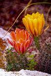USA, Colorado, Fort Collins. Prickly pear cactus flowers close-up.-Jaynes Gallery-Photographic Print