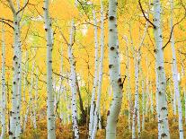 USA, Colorado, Rocky Mountains, Aspen Trees in Autumn in the Rockies-Jaynes Gallery-Photographic Print