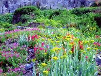 Spring Scenic in Lithia Park, Ashland, Oregon, USA-Jaynes Gallery-Photographic Print
