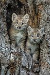 USA, Montana. Bobcat kittens in tree den.-Jaynes Gallery-Photographic Print