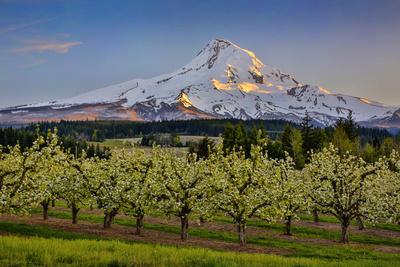 USA, Oregon. Pear orchard in bloom and Mt. Hood.