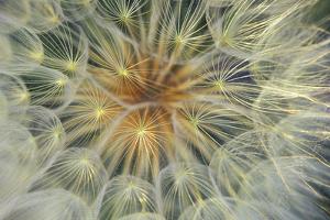 jaynes seedhead topicimages