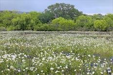 USA, Washington State, Seabeck. Santa Barbara daisies.-Jaynes Gallery-Photographic Print