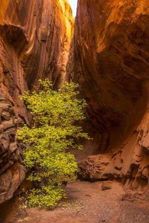 Grand staircase escalante slot canyons discount