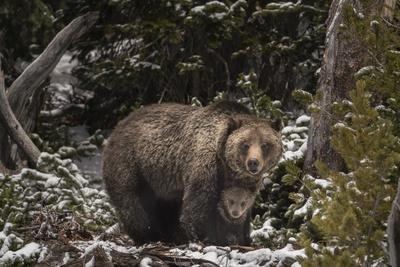 USA, Wyoming, Bridger-Teton National Forest. Grizzly bear sow and cub.