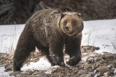 USA, Wyoming, Bridger-Teton National Forest. Grizzly bear sow close-up.