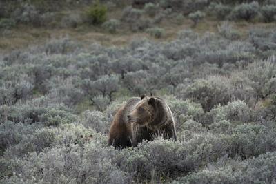 USA, Wyoming, Grand Teton National Park. Grizzly bear sow and cub amid sage bushes.