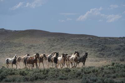 USA, Wyoming. Wild horses create dust while trotting to desert waterhole .