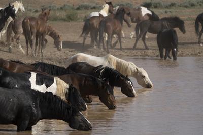 USA, Wyoming. Wild horses drink from waterhole in desert.