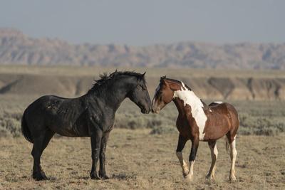 USA, Wyoming. Wild horses greeting each other.