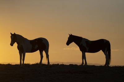USA, Wyoming. Wild horses silhouetted at sunset.