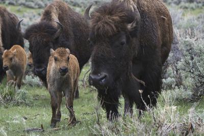 USA, Wyoming, Yellowstone National Park. Bison cow with newborn calf.
