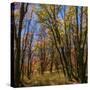 Stretched Canvas
