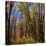 Stretched Canvas