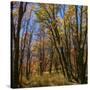 Stretched Canvas