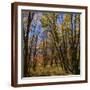 Brown Frame
