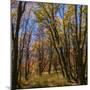Wood Mount
