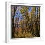 White Frame