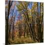 Wood Mount