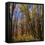 Canvas Black