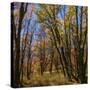 Stretched Canvas