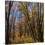 Stretched Canvas