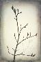 Laminate