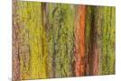 Wood Mount