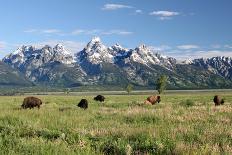 Buffalo in the Tetons-jclark-Mounted Photographic Print