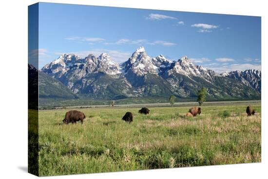 Stretched Canvas Print, , large