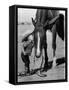 Jean Anne Evans, 14 Month Old Texas Girl Kissing Her Horse-Allan Grant-Framed Stretched Canvas