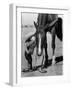 Jean Anne Evans, 14 Month Old Texas Girl Kissing Her Horse-Allan Grant-Framed Photographic Print