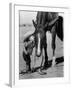 Jean Anne Evans, 14 Month Old Texas Girl Kissing Her Horse-Allan Grant-Framed Photographic Print