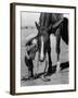 Jean Anne Evans, 14 Month Old Texas Girl Kissing Her Horse-Allan Grant-Framed Photographic Print