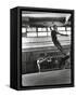 Jean Babilee, Star of Ballets Des Champs Elysees, Leaping During Practice as Other Dancers Watch-Gjon Mili-Framed Stretched Canvas