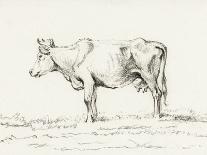 Bernard Cow Sketch III-Jean Bernard-Art Print