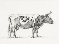 Bernard's Bull Renderings III-Jean Bernard-Art Print