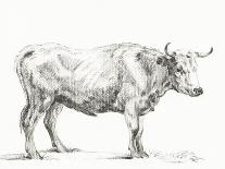 Bernard's Bull Renderings III-Jean Bernard-Art Print