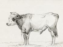 Bernard Cow Sketch III-Jean Bernard-Art Print